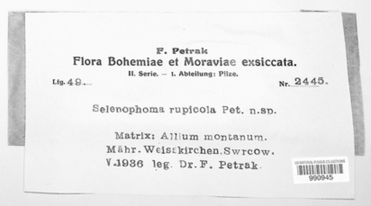 Selenophoma rupicola image